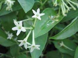 Cestrum blume samen for anpflanzung - garten favorite, heirloom & gmo free samen for home garten
 
 sale for anpflanzung in home garten.