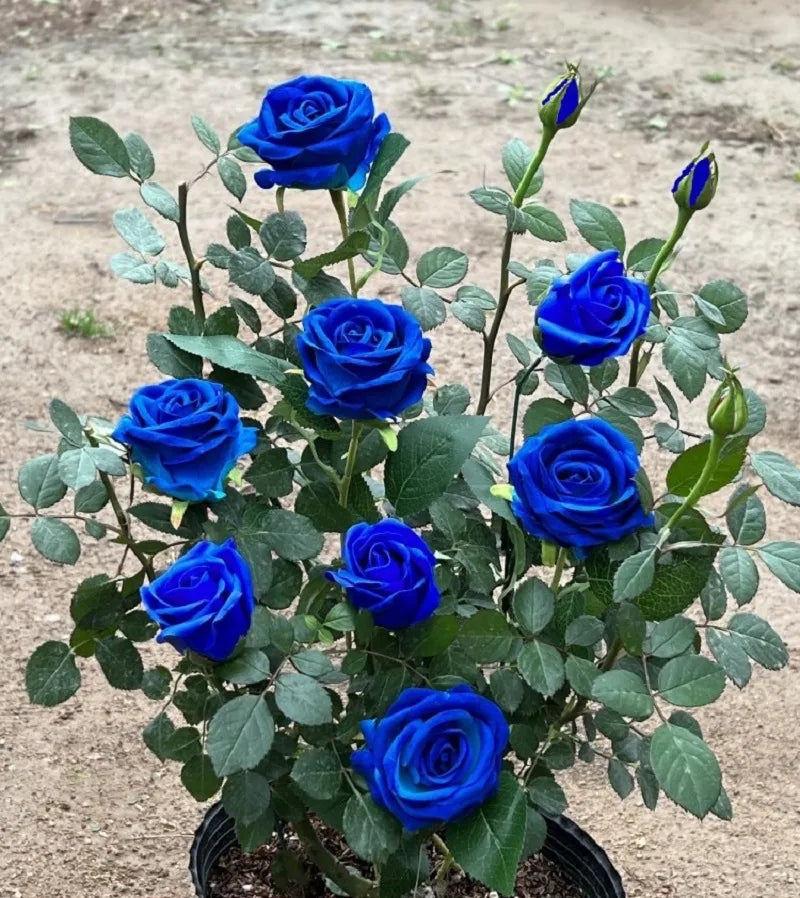 dunkel Blau MulColor Rose Blumensamen zur Aussaat robust Sorte Traditionssorte & ohne Gentechnik Samen Hausgarten