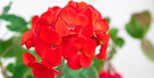 Geranio de hojas blume samen for anpflanzung - perfect for borders, heirloom & gmo free samen for home garten
 
 sale samen for home garten