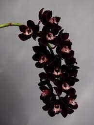 Schwarz orchid blume samen for anpflanzung - seasonal bloomer, heirloom & gmo free samen for home garten
 
 sale for anpflanzung in home garten