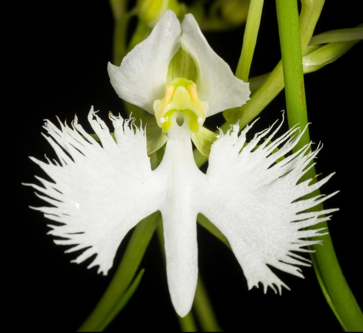 Weiß Radiata Blumensamen zur Aussaat saisonal Dauerblüher Traditionssorte & ohne Gentechnik Samen Hausgarten