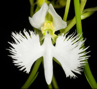 Weiß Radiata Blumensamen zur Aussaat saisonal Dauerblüher Traditionssorte & ohne Gentechnik Samen Hausgarten