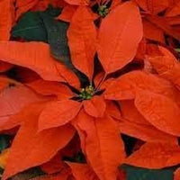 Orange poinsettia samen blume samen for anpflanzung pollinator friendly heirloom & gmo free samen for home garten 
 
 sale for anpflanzung in home garten