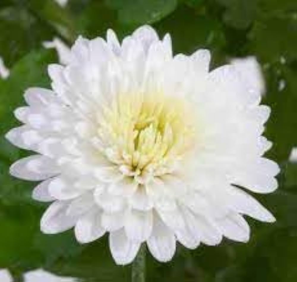 India Weiß Mischung German Breed Chrysantheme Samen zur Aussaat Blume Beet