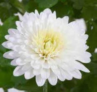 India Weiß Mischung German Breed Chrysantheme Samen zur Aussaat Blume Beet