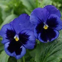 Stiefmütterchen Blumensamen zur Aussaat Schnitt Blume beliebt Traditionssorte & ohne Gentechnik Samen Hausgarten