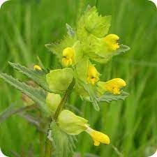 Gelb rattle blume samen for anpflanzung - bright blooms, heirloom & gmo free samen for home garten
 
 sale samen for home garten