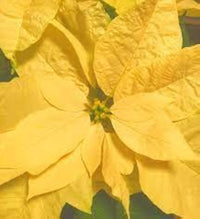 Gelb poinsettia anpflanzung samen