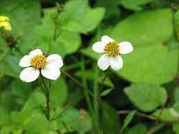 Bidens pilosa blume samen for anpflanzung easy to grow heirloom & gmo free samen for home garten 
 
 sale for anpflanzung in home garten