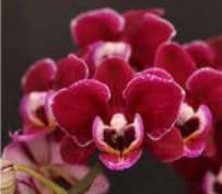 Burgundy weiß phalaenopsis orchids samen for anpflanzung easy to grow heirloom & gmo free samen for home garten
 
 sale for anpflanzung in home garten