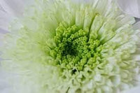 Weiß grün chrysanthemum blume samen for anpflanzung - vibrant colors, heirloom & gmo free samen for home garten
 
 sale samen for home garten