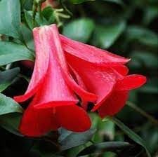 selten Chilean Bellflower Samen – Evergreen – DIY Garten Blume Pflanze