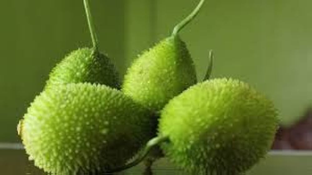 Green Wooly Bear Gourd Gemüse Planting Samen