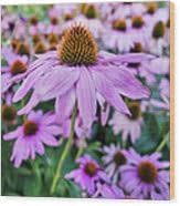 Coneflower blume samen for anpflanzung vibrant colors heirloom & gmo free samen for home garten 
 
 sale for anpflanzung in home garten