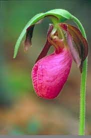 Cypripedium acaule blume samen for anpflanzung - bright blooms, heirloom & gmo free samen for home garten
 
 sale for anpflanzung in home garten.