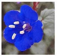 Cali blume samen for anpflanzung colorful display heirloom & gmo free samen for home garten 
 
 sale for anpflanzung in home garten