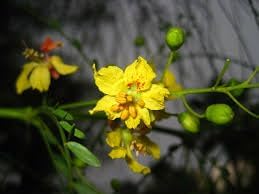 Parkinsonia aculeata blume samen for anpflanzung pollinator friendly heirloom & gmo free samen for home garten 
 
 sale for anpflanzung in home garten