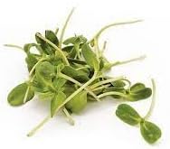 Sprout blume samen for anpflanzung - wildflower mix, heirloom & gmo free samen for home garten
 
 sale samen for home garten
