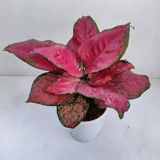 Aglaonema blume samen for anpflanzung wildflower mix heirloom & gmo free samen for home garten 
 
 sale for anpflanzung in home garten