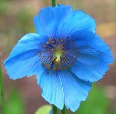 Meconopsis blume samen for anpflanzung - cut blume favorite, heirloom & gmo free samen for home garten
 
 sale samen for home garten