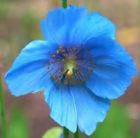 Meconopsis blume samen for anpflanzung - cut blume favorite, heirloom & gmo free samen for home garten
 
 sale samen for home garten