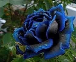 Midnight supreme dark blau rose blume samen for anpflanzung - pollinator friendly, heirloom & gmo free samen for home garten
 
 sale samen for home garten