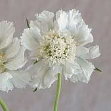 Scabiosa blume samen for anpflanzung low maintenance heirloom & gmo free samen for home garten 
 
 sale for anpflanzung in home garten