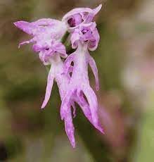 Orchis italica blume samen for anpflanzung colorful display heirloom & gmo free samen for home garten 
 
 sale for anpflanzung in home garten