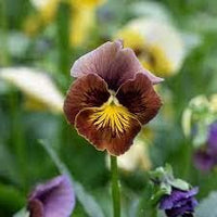 Chocolate (chocolate perennial) samen for anpflanzung in home garten