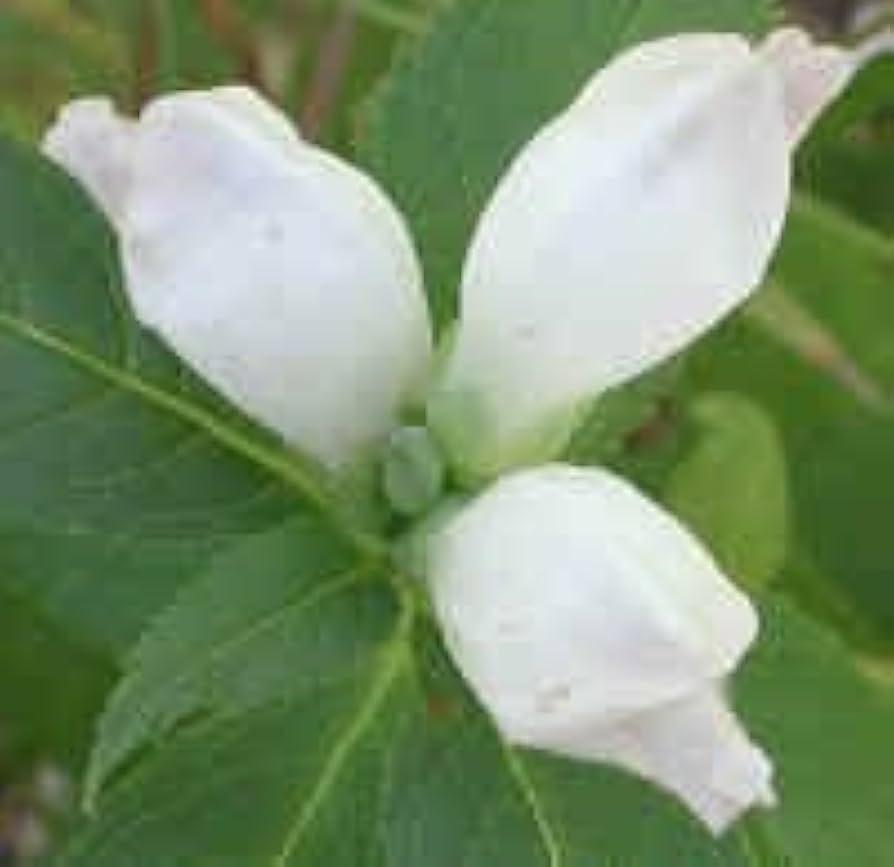 Turtlehead Chelone Glabra Native Wildblume Samen
