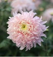 Bonsai chrysanthemum blume samen for anpflanzung - compact growth, heirloom & gmo free samen for home garten
 
 sale samen for home garten