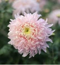 Bonsai chrysanthemum blume samen for anpflanzung - compact growth, heirloom & gmo free samen for home garten
 
 sale samen for home garten
