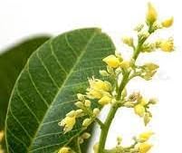 Hevea brasiliensis blume samen for anpflanzung fragrant blossoms heirloom & gmo free samen for home garten 
 
 sale for anpflanzung in home garten