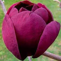 Tulip tree blume samen for anpflanzung - premium quality, heirloom & gmo free samen for home garten
 
 sale samen for anpflanzung in home garten