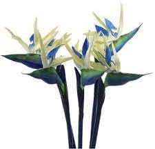 Cream violet strelitzia blume samen for anpflanzung - wildflower mix, heirloom & gmo free samen for home garten
 
 sale for anpflanzung in home garten.