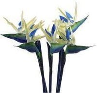 Cream violet strelitzia blume samen for anpflanzung - wildflower mix, heirloom & gmo free samen for home garten
 
 sale for anpflanzung in home garten.