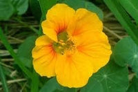 Gelb tropaeolum majus blume samen for anpflanzung attractive blumen heirloom & gmo free samen for home garten 
 
 sale for anpflanzung in home garten