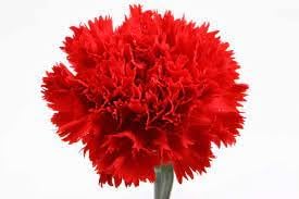 Carnation rot blume samen for anpflanzung - premium quality, heirloom & gmo free samen for home garten
 
 sale samen for home garten