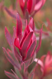 Leucadendron salignum conebush blume samen for anpflanzung hardy variety heirloom & gmo free samen for home garten 
 
 sale for anpflanzung in home garten