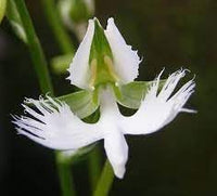 Japanese radiata blume samen for anpflanzung - easy to grow, heirloom & gmo free samen for home garten
 
 sale for anpflanzung in home garten.