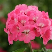 Rosa geranium blume samen for anpflanzung - garten favorite, heirloom & gmo free samen for home garten
 
 sale samen for home garten
