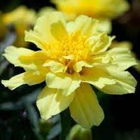 Heirloom alumia vanilla blume samen for anpflanzung vibrant colors heirloom & gmo free samen for home garten 
 
 sale for anpflanzung in home garten