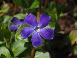 Vinca periwinkle blume samen for anpflanzung fragrant blossoms heirloom & gmo free samen for home garten 
 
 sale for anpflanzung in home garten