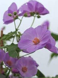 Lila abutilon striatum blume samen for anpflanzung - compact growth, heirloom & gmo free samen for home garten
 
 sale samen for anpflanzung in home garten