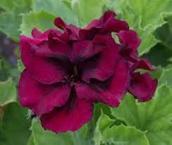 Geranium burgundy blume samen for anpflanzung - premium quality, heirloom & gmo free samen for home garten
 
 sale for anpflanzung in home garten.