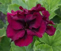 Geranium burgundy blume samen for anpflanzung - premium quality, heirloom & gmo free samen for home garten
 
 sale for anpflanzung in home garten.