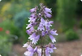 Heirloom beardtongue blume samen for anpflanzung cottage garten essential heirloom & gmo free samen for home garten 
 
 sale for anpflanzung in home garten