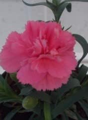 Rosa carnations blume samen for anpflanzung beginner friendly heirloom & gmo free samen for home garten 
 
 sale for anpflanzung in home garten