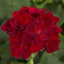 Baby rosa double petals fuchsia blume samen for anpflanzung long bloom season heirloom & gmo free samen for home garten
 
 sale for anpflanzung in home garten