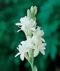 Tuberose blume samen for anpflanzung - vibrant colors, heirloom & gmo free samen for home garten
 
 sale samen for home garten